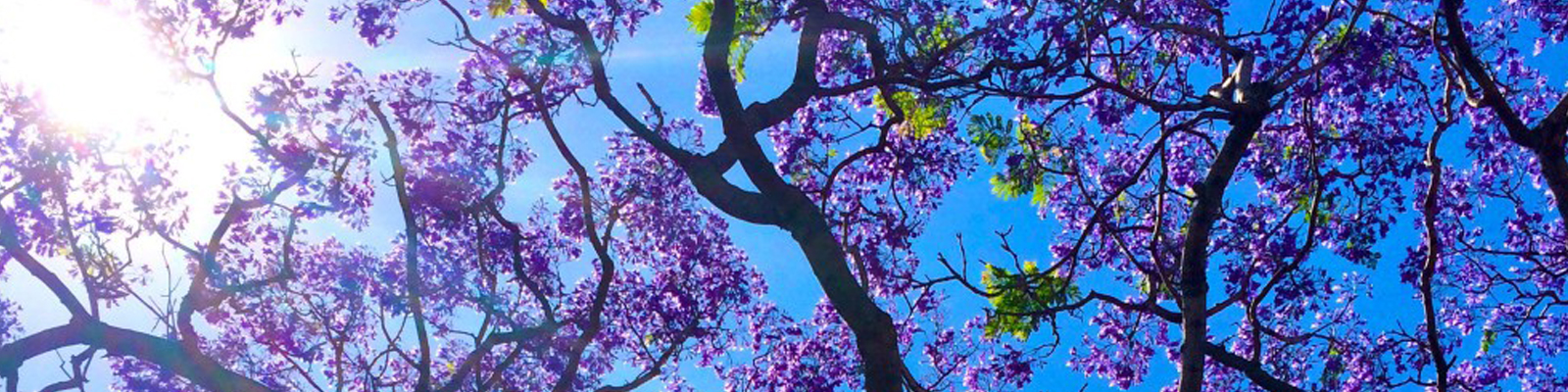 Lessons from my kids #1: Jacarandas are enough